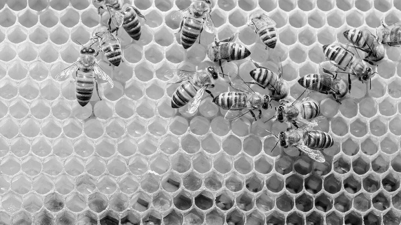 Bees on honeycomb illustrating collaboration at Francis Wilks & Jones